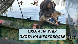 ШИКАРНАЯ ОХОТА НА УТКУ в Сентябре на кубани.