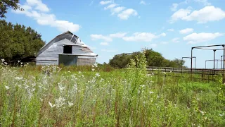 Tranquil Country Prairie Ambiance - 3 Hours in Summer Peace HD (Wind, Trees, Cicadas, Birds & Grass)