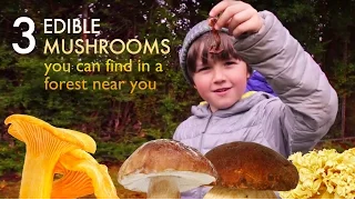 3 delicious edible mushrooms you can find in forest near you