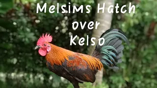 Melsims Hatch over Kelso Stag/ Mr.Uragon