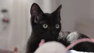 a 3 minute cat video to reduce your anxiety (calming)