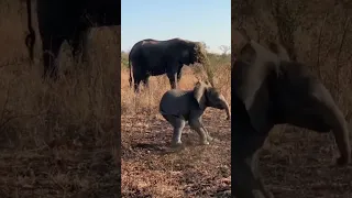 Baby Elephant Charge On African Safari #shorts #animals