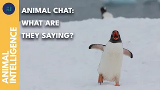 How do animals communicate? | AI