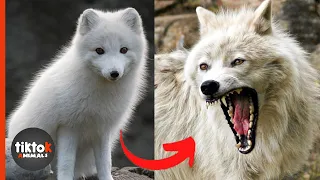 I'm a big kid now - cute kid to the beast | wolf transformation