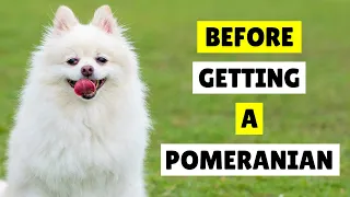 10 Things I Wish I Knew Before Getting a Pomeranian 😱