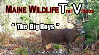 Huge Whitetail Buck/The Big Boys/Big Maine Bucks/Trail Cam | Maine Wildlife Trail Video