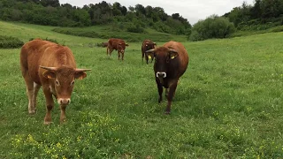 Bovini al Pascolo - Azienda Agricola Boccea - Agricoltura Biolgica e Biodinamica a Roma