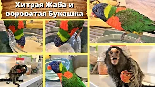 Хитрая Жаба и вороватая Букашка