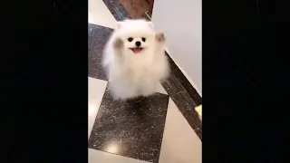 Cute TikTok Pets to Cure All Your Sadness  ♥ Cutest Pets / try not to laugh