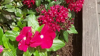 ‎@New things in nature  red and white flowers,lule të kuqe dhe lule të bardha(2)