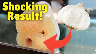 Feeding RAW GARLIC to GOLDFISH