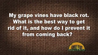 Q&A – What is the best way to get rid of black rot in my grapes?