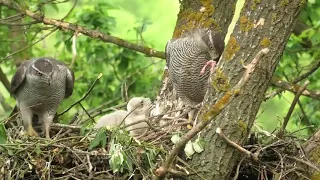 Ястреб тетеревятник - гнездовая жизнь. Goshawk - nesting life / 鷹 / 苍鹰