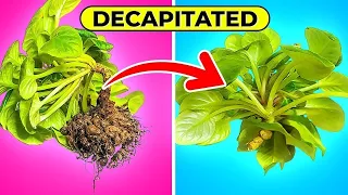 DECAPITATE Or REPOT : FIXING African Violets Long Necks For Beginners