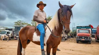 FEIRA DE CAVALO DE CACHOEIRINHA PE,  QUINTA FEIRA, 01.02.24 #nordeste