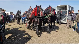 Târgul de cai de la Trei  Movile -Bucovina din 10 Martie 2024 NOU!!!