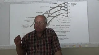 Nerve Injury 1 (  Injury of brachial plexus for 4th year ) , by Dr. Wahdan .