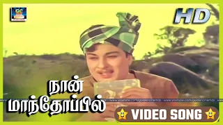 நான் மாந்தோப்பில் | Naan Mandhoppil | Enga Vettu Pillai Video Song | MGR | M.S.Viswanathan 1960s HD