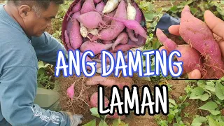 HARVEST NG KAMOTE DAMING LAMAN #kalingaprab #valsantosmatubang #richfalcontv #ateednavlog