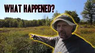 What destroyed this Beaver Pond?