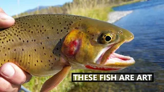 Fly Fishing a Stunning Colorado Alpine Lake Full of Cutthroat Trout