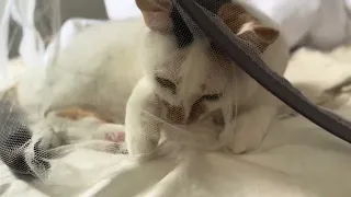 Ponopono The Cat Can't Get Enough Of His Mosquito Net! 喜歡蚊帳的貓貓 #asmr #cutecat #funnycats #cat #貓咪