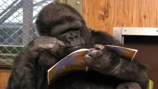Smartest Gorilla in the World