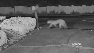 Mountain Lion Caught On Camera Near Alum Rock Park In San Jose