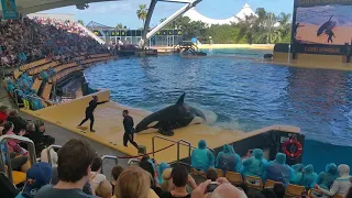 LORO PARQUE Orca show february 2019 Puerta de la Cruz Tenerife