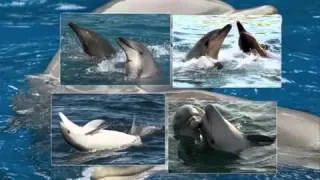 Исцеляющие звуки дельфинов - релакс