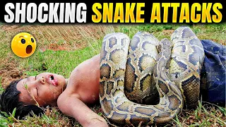 5 Shocking Snake Attacks Caught On Tape