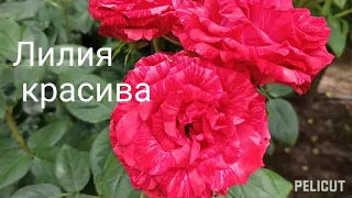 Лилия, с днём рождения🌹🌷💐☀️ Подпишитесь, спасибо за❤️👍