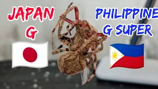 Japan Giant Spider papatayin ng Super Jumbo