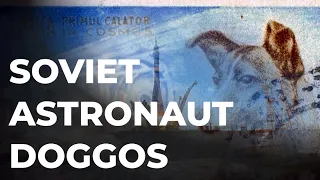 That time the Soviet Union sent astronaut dogs to space | Space Documentary - 26 Dimensions