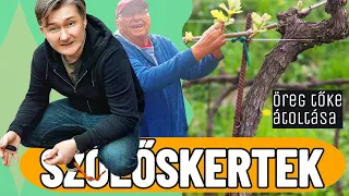 🍇 SZŐLŐSKERTEK 2. évad / 2.rész ► Göd - Öreg tőke átoltása , CHIP  SZEMZÉS