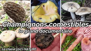 Champignons comestibles de France (documentaire exclusif)