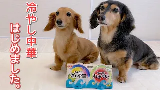 【ダックスフンド】犬ごはん☆犬用の冷やし中華があるなんて（驚）実食です！！