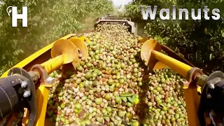 Awesome Walnut Cultivation Technology – Walnut Harvesting And Processing – Walnut Oil | Happy Farm