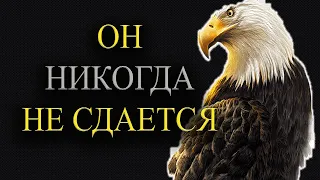 2 Притчи Про Орла Которые Помогут Тебе В Сложной Ситуации