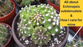 How I Grow my Echinopsis subdenudata Cacti 'Domino Cactus' 'Easter Lily Cactus' #cactus #cacti