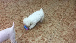 Chó poodle giỡn nhau