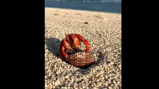 Savage Strawberry Hermit Crab Eating A Partridge Tun Snail