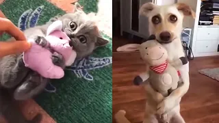 animals funny reaction To Toy 🤣  Best Dog and Cat Toy Reaction Compilation 🐶