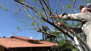 1243 ) –  CONTINUAÇÃO DA PODA DA AMORA – MAIRINQUE - SÃO PAULO - REGIAO SUDESTE ENTRE JUNHO A AGOSTO