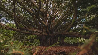 On Finding the Mother Tree with Suzanne Simard and Laura Pustarfi