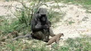 Baboon eating