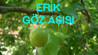 Erik göz aşısı tree grafting