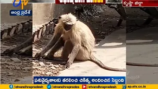 Footage | monkey gets electric shock, gets rescued at Nandigama