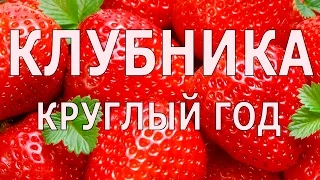 Клубника с ногами или как получать урожай клубники круглый год