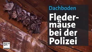 Fledermäuse auf der Polizeistation | Abendschau | BR24